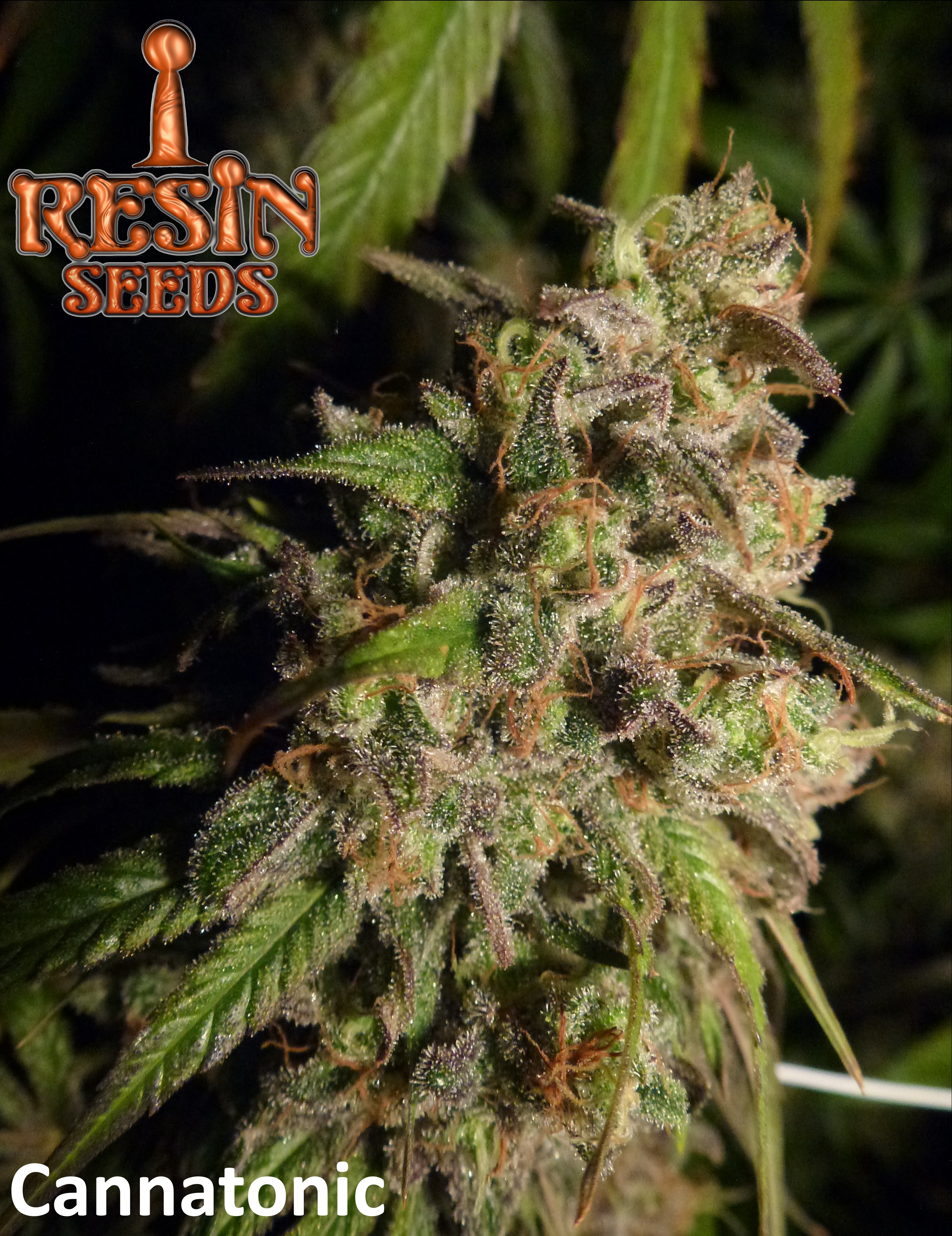 Cannatonic Resin Seeds 6022