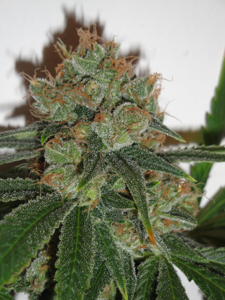 Bubblicious