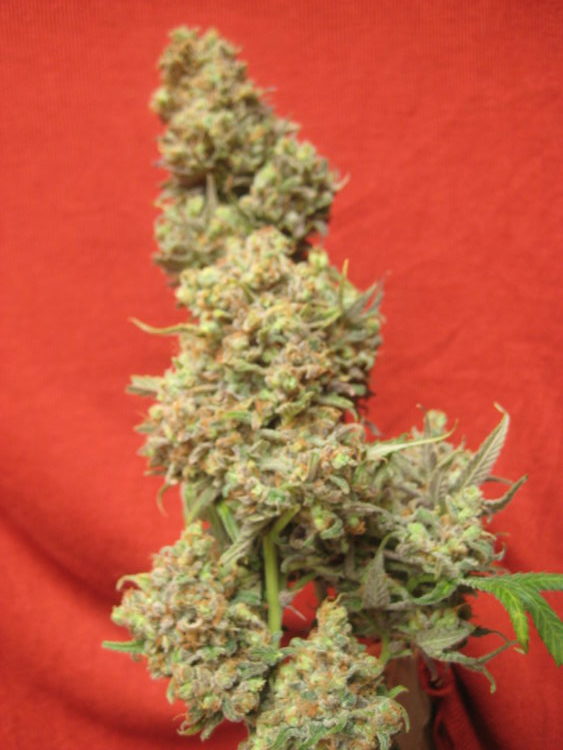 critical haze
