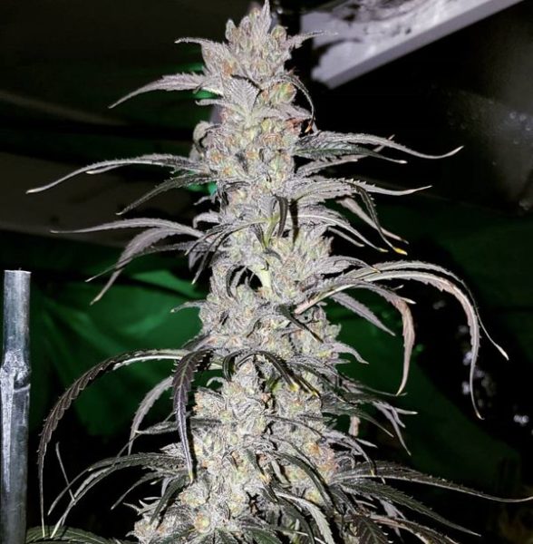 Cannatonic Resin Seeds 8542