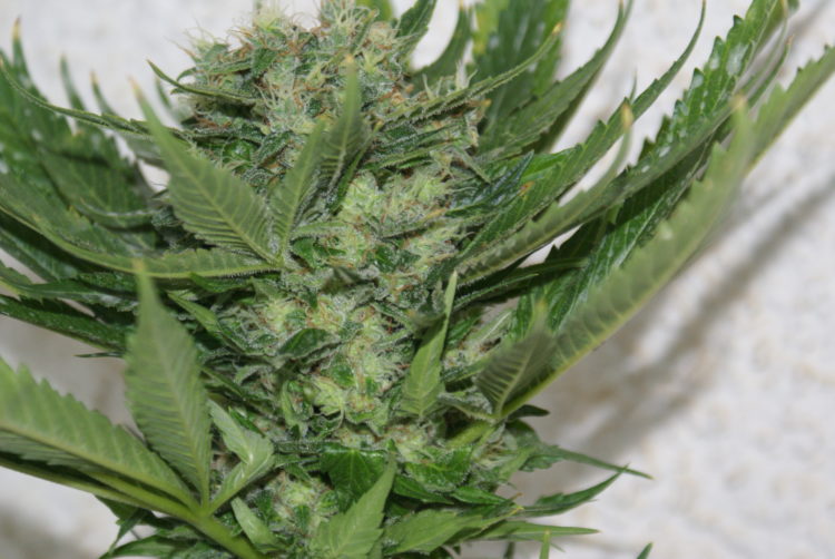 Sour P