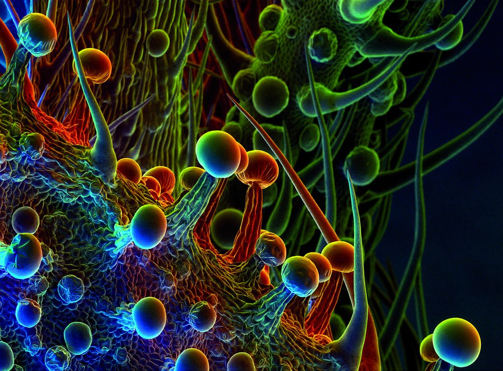 electron scan
